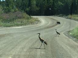 2 Sandhill Cranes and a Black Bear on the mine access road