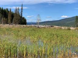 Lower Hazeltine Creek sedimentation ponds full of natural wetland plants--Aug 2019