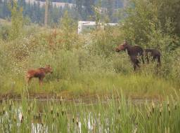 Moose cow and calf in revegetated area on the mine site--Mar 2018