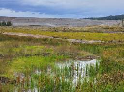 Wetland plants growing downstream of the breach repair--Oct 2019