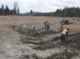 Hazeltine Creek preparatory work for planting. Planting crew from Xatsull FN (Soda Creek Indian Band)--Apr 2015