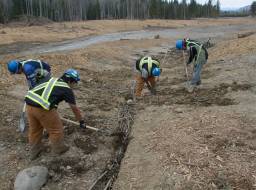 Willow wattle planting in lower Hazeltine Creek. Planting crew from Xatsull FN (Soda Creek Indian Band)--Apr 2015