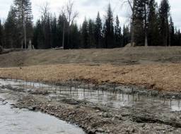 Newly planted willow stakes in lower Hazeltine Creek. The willow stakes were harvested locally around the mine site during the previous Winter--May 2015